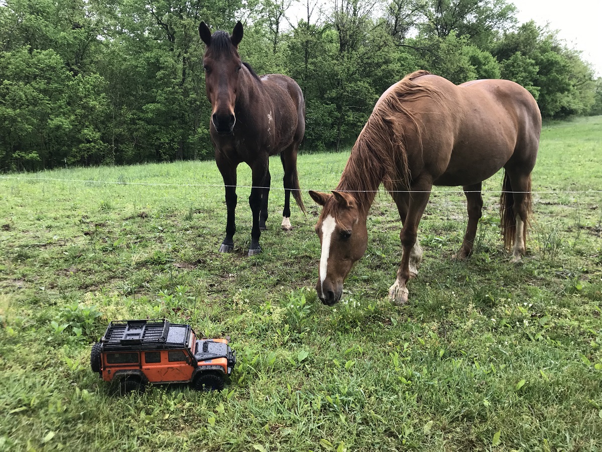 Horsing around